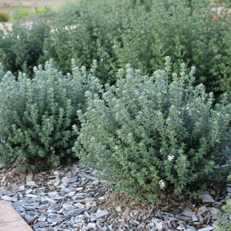 westringia fruticosa grey box coastal rosemary; flowers in spring summer and autumn. ideal for hedging. 40 cm high and wide. Excellent in coastal positions Coastal Rosemary, Westringia Fruticosa, Beach House Garden, Australian Native Garden, Seaside Garden, Australian Plants, Australian Garden, Australian Native Plants, Coastal Gardens