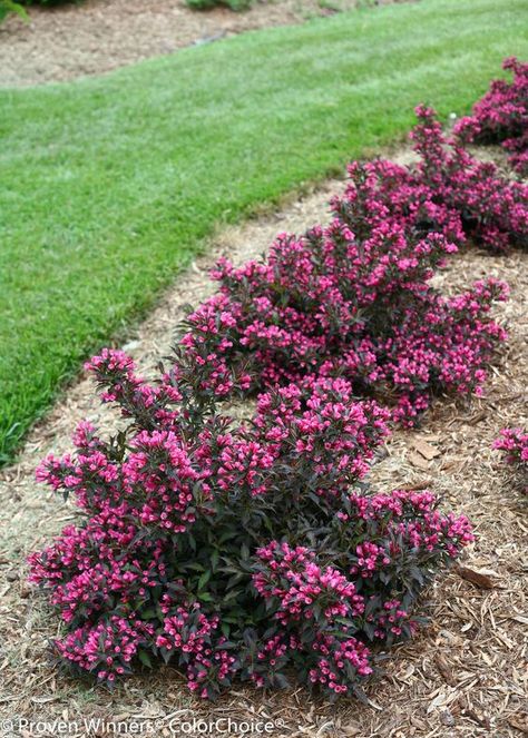 Spilled Wine Weigela, Weigela Florida, Spilled Wine, Front Yard Garden Design, Front Landscaping, Garden Shrubs, Low Maintenance Landscaping, Garden Yard Ideas, Front Yard Garden