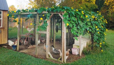 Chicken Run Ideas, Reban Ayam, Cute Chicken Coops, Coop Run, Chicken Coop Garden, Duck Coop, Backyard Chicken Coop Plans, Diy Chicken Coop Plans, Chicken Coup