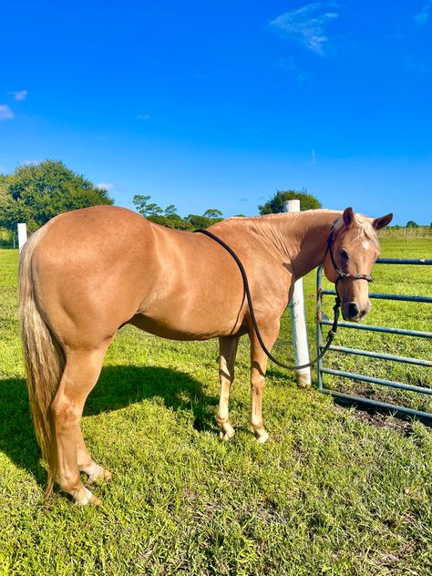 Palomino Quarter Horse Palimeno Horse, Palomino Western Horse, Palomino Quarter Horse Mare, Quarter Horse Palomino, Palomino Barrel Horse, Palomino Paint Horse, Palomino Thoroughbred, Cavalo Palomino, Palomino Quarter Horse