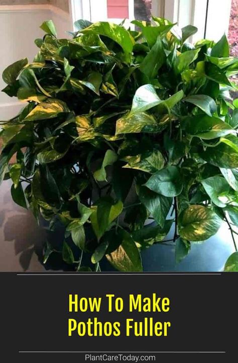 Pothos Plant Care, Tattoo Plant, Diy Fleur, Household Plants, Plant Care Houseplant, Ivy Plants, Inside Plants, Pothos Plant, Growing Plants Indoors