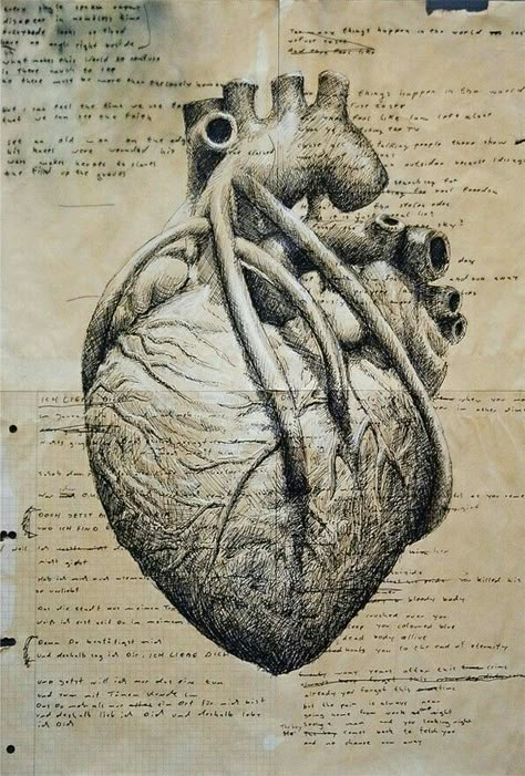 The human heart by Leonardo Da Vinci The Human Heart, Jack The Ripper, Human Anatomy Art, Medical Art, Anatomical Heart, Arte Sketchbook, Scientific Illustration, Human Heart, Anatomy Drawing