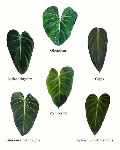 benjiplant on Instagram: “I made this image to show different velvet leaf Philodendron I own. I was inspired to make it after @phileodendron told me how they can…” Philodendron Melanochrysum, Prop Box, Tropical House Plants, Philodendron Plant, Plant Seedlings, Dark Phoenix, Plant Species, Green House, Exotic Plants