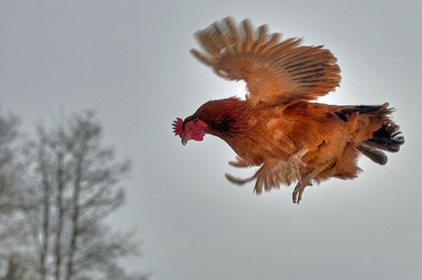 chicken in the air Dominique Chickens, Flying Chicken, Chicken Tips, White Rat, City Chicken, Golf Images, Runner Ducks, Biggest Chicken, Fancy Chickens