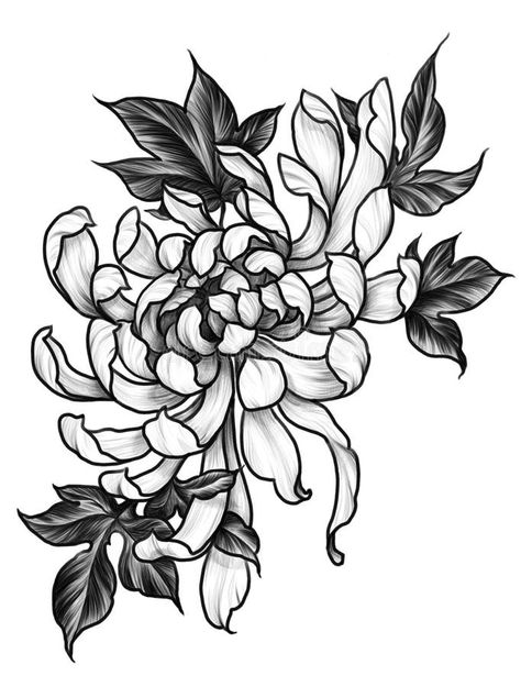 Chrysanthemum Flower in Graphic Illustration Japanese Tattoo Style Stock Illustration - Illustration of black, element: 246957182 Traditional Black And White Tattoo, Flower Graphic Illustration, Chrysanthemum Flower Drawing, Crisantemo Tattoo, Bonsai Tattoo, Flor Tattoo, Black And White Tattoo, Black Line Tattoo, Illustration Japanese