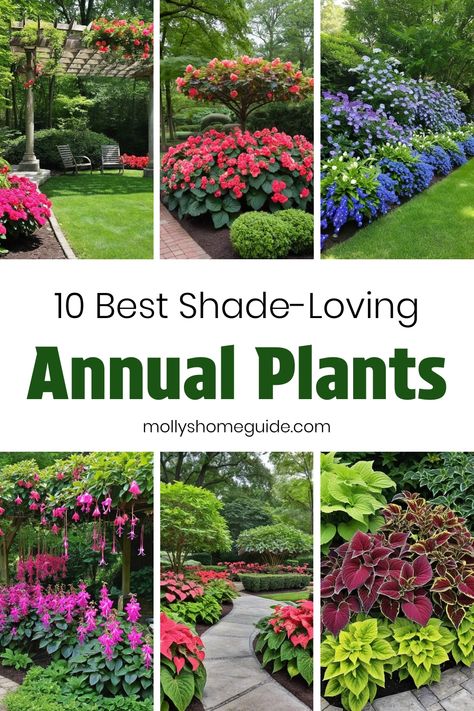 Discover the best annual plants for shade that will thrive in your outdoor space. These shade-loving plants are perfect for creating a lush garden even in areas where the sun doesn't shine. From beautiful flowers to vibrant foliage, these annuals will add color and texture to your shady corners. Whether you have a garden bed or container garden, these plants that love shade will easily adapt and grow well in various settings. Enhance your outdoor oasis with these top picks for the best shade ann Part Shade Container Ideas, Best Plants For Shaded Areas, Annuals For Shade, Annual Flowers For Shade, Best Shade Plants, Part Shade Perennials, Plants That Like Shade, Plants That Love Shade, Best Plants For Shade