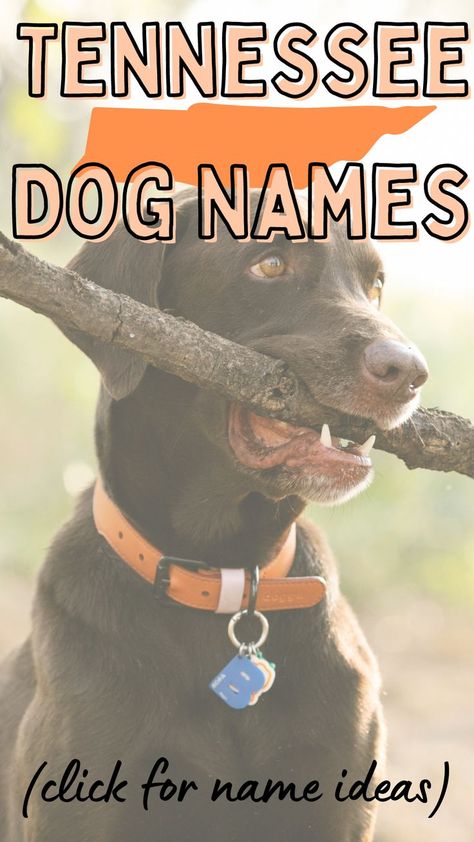 If you are a Tennessee lover looking for unique dog names then look no further! This list of Tennessee dog names is perfect for you! Click to see the post of names inspired by all things Tennessee...and dogs! Dog Names Aesthetic, Southern Dog Names, Best Male Dog Names, Creative Dog Names, Aesthetic Dog Names, Girl Dog Names Unique, Pet Name Ideas, Unique Dog Names, Cute Dog Names