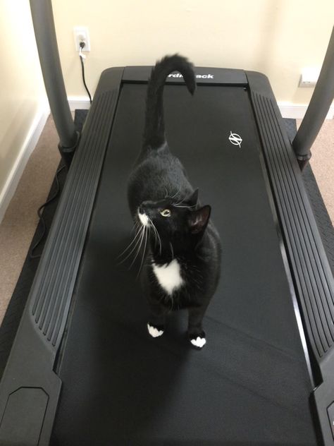 Cat On Treadmill, Silly Kitties, Black And White Tuxedo, Tuxedo Cats, White Tuxedo, Treadmill, Cute Cats, I Can, Kitty