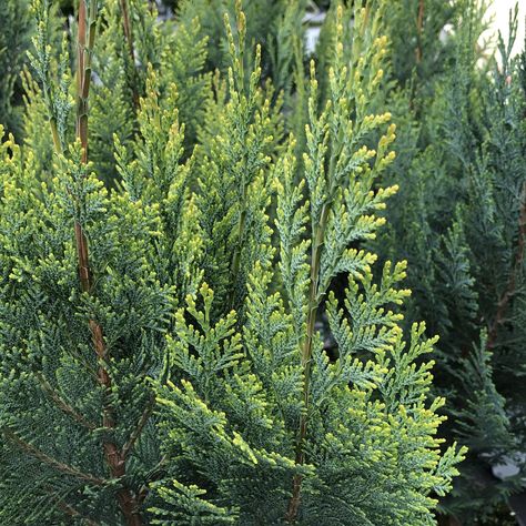 False Cypress, Yellow Tips, Landscape Plants, Rock Wall, Landscaping Plants, Blue And Gold, Soft Texture, Soft Textures, Gardening Ideas