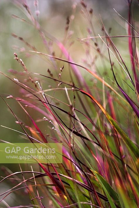 Panicum 'Shenandoah' Plant Photography, Best Plants, Cool Plants, Prague, Garden Plants, Planting, Borders, Gap, Stock Photos