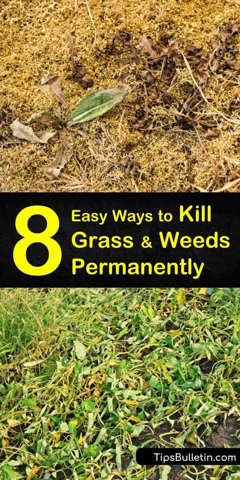 Discover what kills grass and weeds permanently using both organic and chemical weed control. Learn how to kill weeds without killing grass using a selective weed killer and careful application. Add mulch and pre emergents to prevent new weeds from growing. #kills #grass #weeds #permanently Kill Grass And Weeds, Kill Grass, Kill Weeds Naturally, Killing Weeds, Hill Landscaping, Kill Weeds, Grass Weeds, Stone Landscaping, Diy Lawn