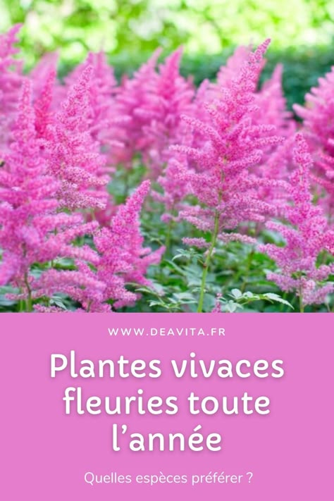 À condition que vous vouliez jouir d’une longue période de floraison, misez sur des plantes vivaces fleuries toute l’année. Lesquelles? Focus ! #jardin #fleur #printemps #plantes Easy Garden Ideas, Aesthetic Garden, Garden Aesthetic, Perfect Plants, Easy Garden, Ideas Garden, Diy Garden Decor, Garden Planning, Diy Garden