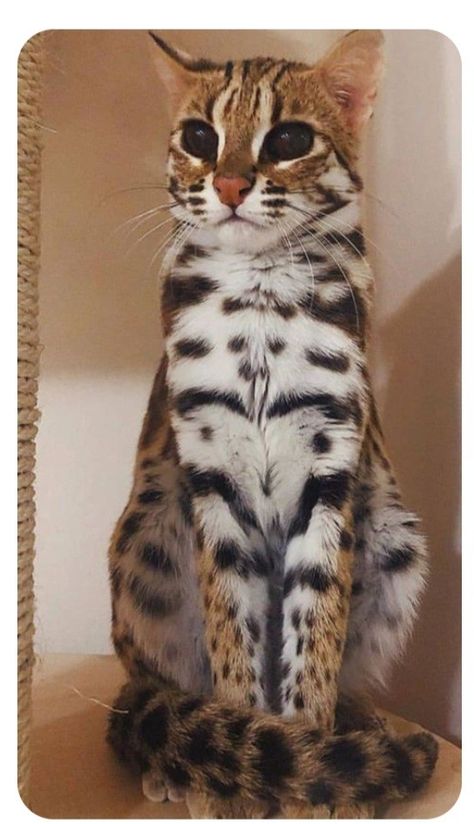 Piebald Cat