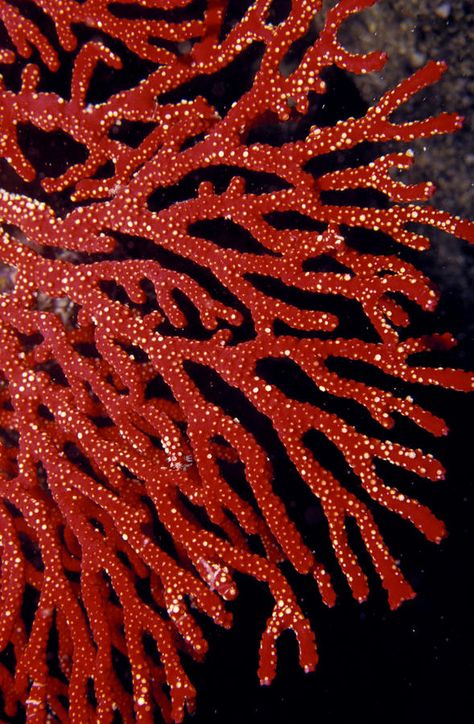 gorgonian coral | Gorgonian Soft Coral Photograph - A Bright Red Gorgonian Soft Coral ... Decor Marin, شرم الشيخ, Creature Marine, Coral Art, Soft Coral, בר מצווה, Sea Coral, Underwater Life, Water Life