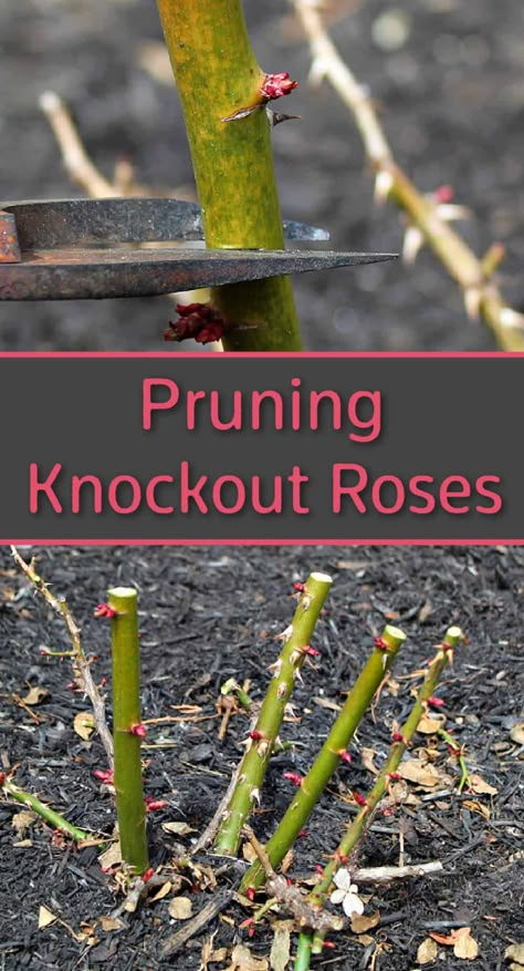 Red Knockout Roses In Landscaping, How To Prune Knockout Roses, Pruning Knockout Roses In Spring, Rose Pruning Tips, How To Prune Rose Bushes, When To Prune Knockout Roses, Knock Out Roses Care, Prune Roses For Winter, Pruning Roses In Fall