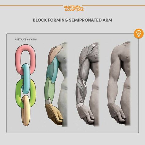 ArtStation - Block-forming an arm, Anatomy For Sculptors Arms Anatomy, Anatomy For Sculptors, Arm Anatomy, Human Anatomy For Artists, Arm Drawing, Anatomy Studies, Anatomy Tutorial, Human Anatomy Drawing, Anatomy For Artists