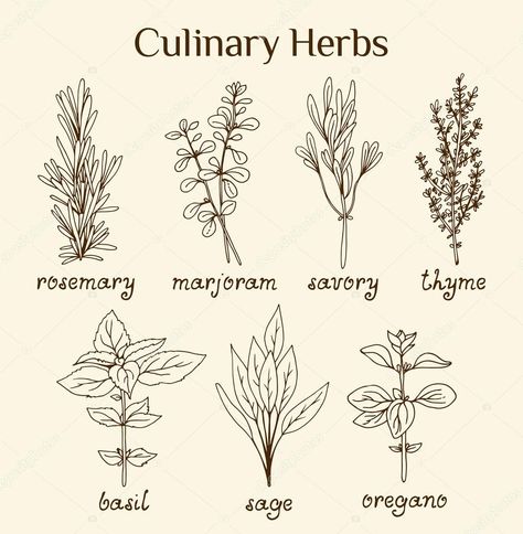 Herb Drawings Simple, Spices Tattoo, Herb Sketches, Thyme Drawing, Herbs Drawing, Herb Drawings, Anatomy Of Plants, Witch Plants, Doodle Plants