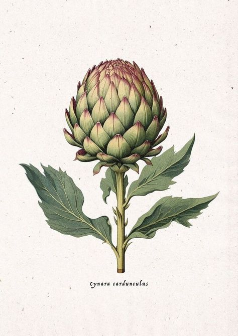 Artichoke Botanical Illustration, Botanical Vintage Illustration, Vintage Botanical Prints Flowers, Artichoke Drawing, Artichoke Illustration, Artichoke Tattoo, Vintage Botanical Drawings, Artichoke Art, Botanical Reference