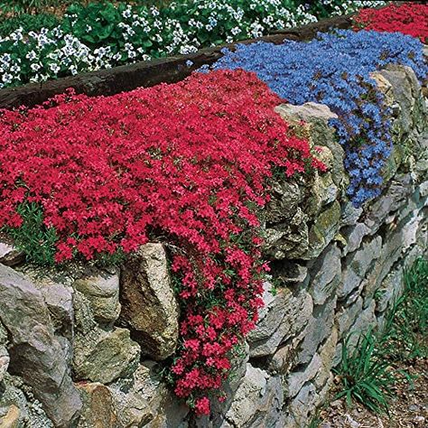 Red Creeping Thyme, Thyme Plant, Creeping Thyme, Garden Retaining Wall, Creeping Phlox, Cascading Flowers, Landscaping Retaining Walls, Hydrangea Care, Areas Verdes