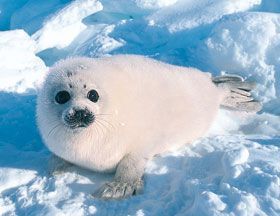 Harp Seal Pup, Baby Harp Seal, Leopard Seal, Harp Seal, Cute Seals, Seal Pup, Baby Seal, Cute Small Animals, A Seal