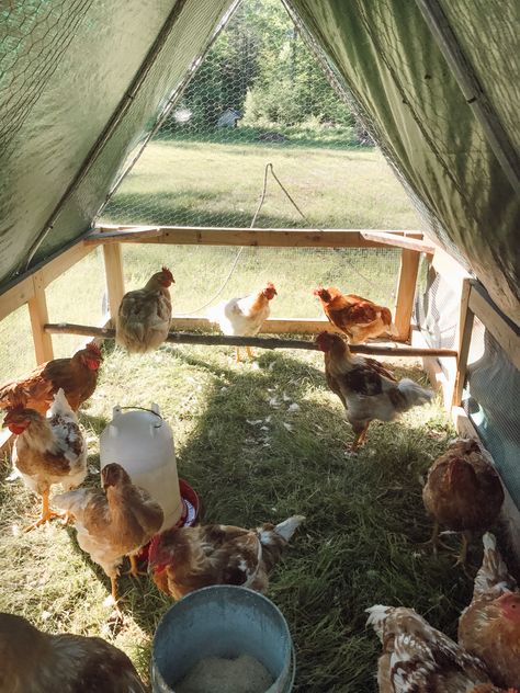 Choosing a Breed for Pasture Raised Chicken Pasture Raised Chickens, Chicken Pasture, Different Breeds Of Chickens, Plymouth Rock Chicken, Raising Turkeys, Breeds Of Chickens, Mobile Chicken Coop, Meat Birds, Raising Backyard Chickens