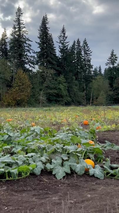 Pumpkin Patch in Washington State Washington State, Pumpkin Patch, Washington