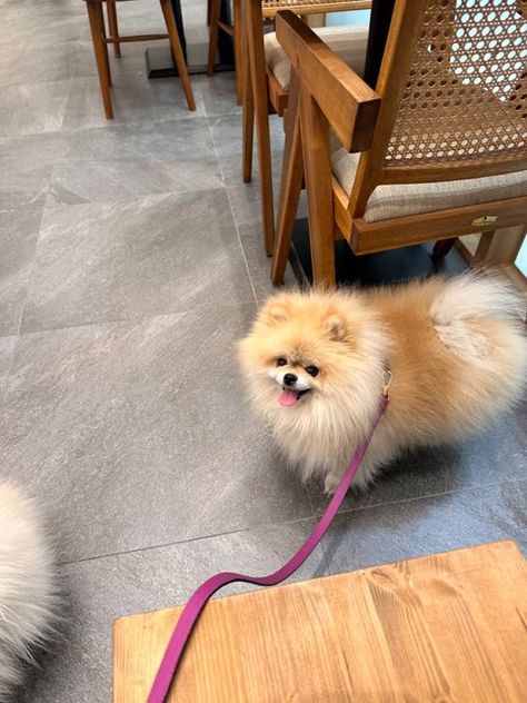 Korean Dog Aesthetic, Pomeranian Aesthetic, Mya Core, Korean Dogs, Dog Mom Aesthetic, Parasite 2019, Wallpaper Dog Aesthetic, Pomeranian Mom, Pomeranian Spitz