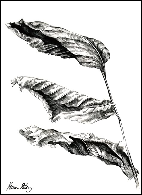 Life of a Dead Leaf - Drawings - Riley Designs - Website Design, Logos, Branding, Illustration & Graphics Dry Leaf Drawing, Dried Leaf Drawing, Easy Leaf Drawing, Winter Wasteland, Foliage Drawing, Leaf Sketch, Natural Drawing, Drawing Objects, Biro Drawing