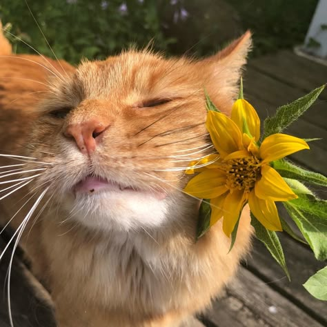 Kiss Me Sunshine — Jack meets a sunflower 🌻 Orange Cats, Cat Boarding, Moustaches, Ginger Cats, Cat Person, Cat Aesthetic, 영감을 주는 캐릭터, I Love Cats, Orange Cat