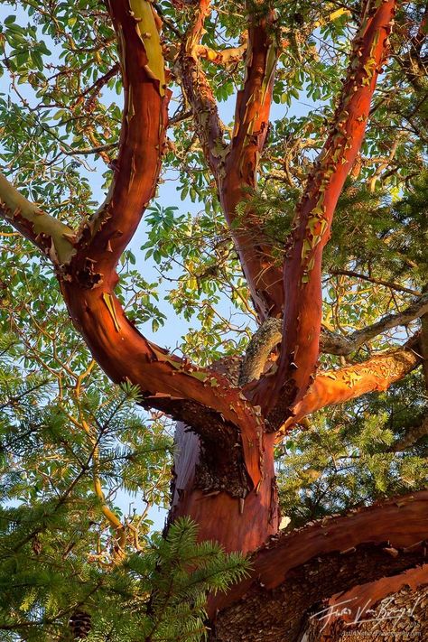 Madrona Tree, Madrone Tree, Northwest Native Plants, Arbutus Tree, Weird Trees, Manzanita Tree, Art In Nature, Amazing Trees, Tree Paintings