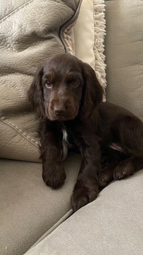 Arent puppies the beat investment? #dogs #puppy #puppylove #cutedog #cuteness #cockerspaniel Chocolate Cocker Spaniel, English Cocker Spaniel Puppies, Puppy Flowers, Cute Doggos, Spaniel Breeds, Cocker Spaniel Puppies, Dog Baby, Cute Animals Puppies, Very Cute Dogs