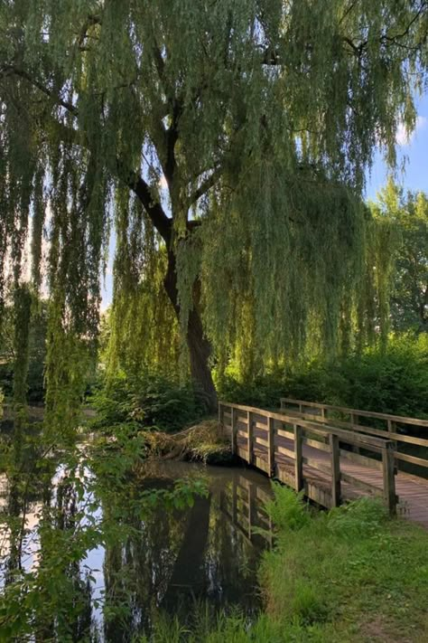 House With Willow Tree, Country List, Weeping Willow Tree, Aesthetic Forest, Meditation Garden, Green Country, Weeping Willow, Pretty Landscapes, Countries In The World