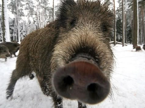 Snout! Feral Pig, Wild Boar Hunting, Boar Hunting, Chernobyl Nuclear Power Plant, Wild Pig, Roe Deer, Wild Boar, Chernobyl, Favorite Animals