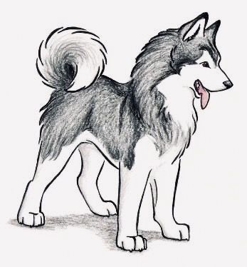 Husky Drawing Reference, Husky Drawing Easy, Wolf Drawing Easy, Cartoon Dog Drawing, Husky Drawing, Draw Dog, Mika Kit, Dog Drawing Simple, Art Journal Challenge