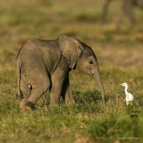 Baby elephant meets a large bird Elephant Photography, Elephants Photos, Elephant Pictures, Baby Elefant, Baby Elephants, Save The Elephants, Elephant Love, Baby Animals Funny