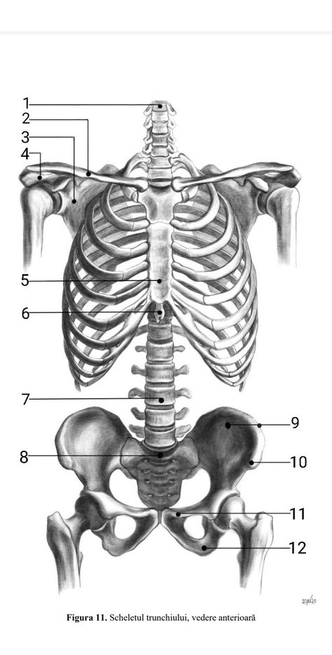 Anatomically Correct Skeleton, Skeleton Anatomy Reference, Anatomy Bones Drawing, Chest Anatomy Drawing, Bone Anatomy Drawing, Line Art Skeleton, Skull Bones Anatomy, Human Anatomy Coloring Pages, Chest Skeleton