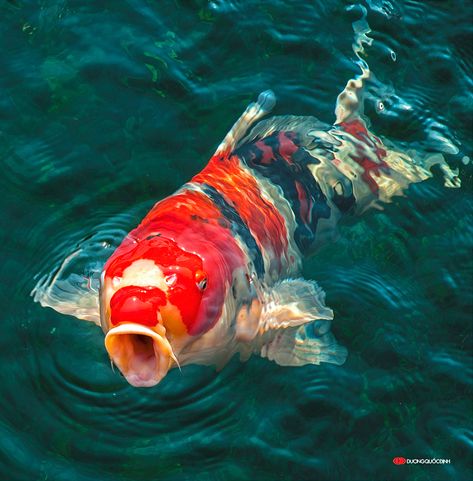 Vietnam City, Red Carp, Animals With Horns, Fish Pond Gardens, Koi Painting, Koi Art, Carpe Koi, Koi Fish Pond, Koi Carp