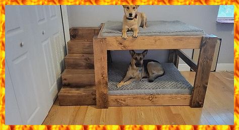 Diy Dog Bed For Multiple Dogs, Double Decker Dog Bed Diy, Dog Bed Raised Diy, Twin Bed For Dog, Cool Dog Beds For Large Dogs, Dog Beds For Multiple Dogs, Big Dog Beds In Bedroom, Bunk Beds For Dogs Diy, Double Dog Bed Diy