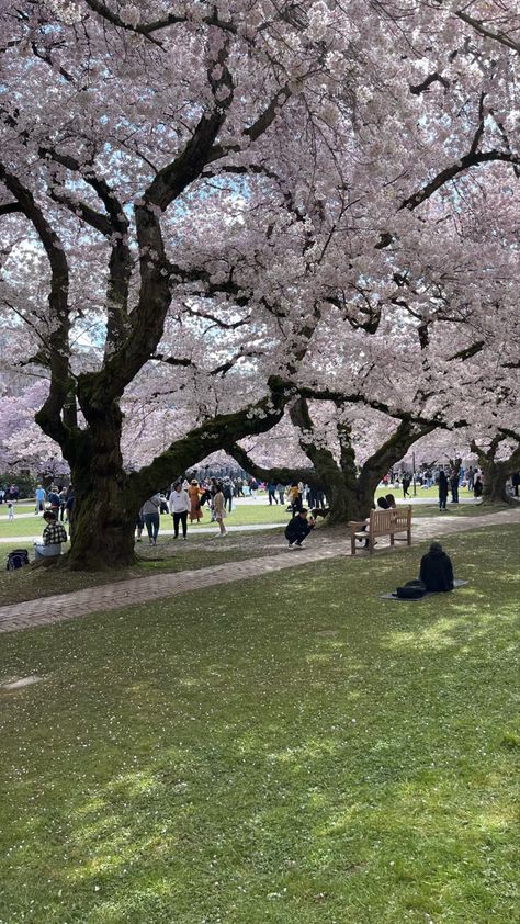 Seattle Cherry Blossoms, Uw Cherry Blossoms, Uw Seattle Aesthetic, Japan Spring Aesthetic, Uw Aesthetic, Seattle Scenery, Cherry Blossoms Aesthetic, Seattle Nature, Seattle Wallpaper