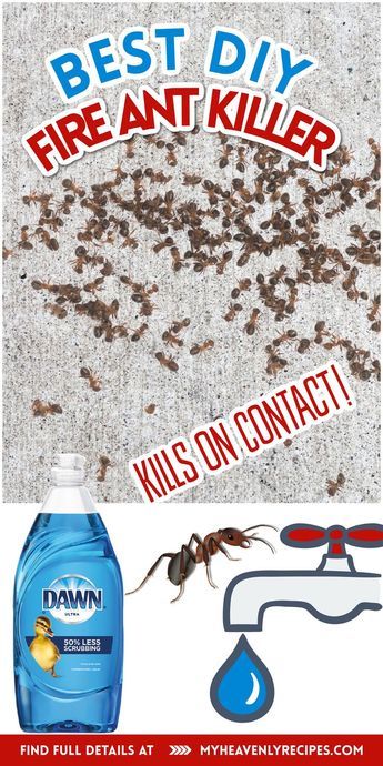 Fire Ant Killer Homemade, Get Rid Of Red Ants, Diy Ant Killer Outdoor, Ant Killer Natural, Home Remedies For Ants, Ant Killer Spray, Kill Fire Ants, Ant Killer Recipe, Homemade Ant Killer