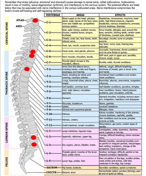 spine+diagram | SPINAL NERVES & EFFECTS CHART Chronic Tiredness, Spinal Degeneration, Nerve Anatomy, Varicose Vein Remedy, Spinal Nerve, Spine Health, Sciatic Nerve Pain, Medical Studies, Medical Anatomy