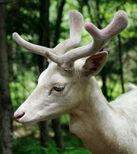 Albino Deer, Deer With Antlers, Dog Reference, Tier Tattoo, Deer Pictures, Fallow Deer, Albino Animals, White Deer, Animal Study