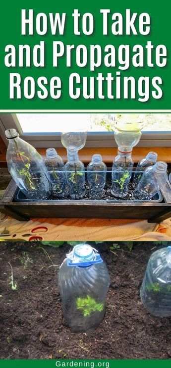 Propagating roses from cuttings is easy and fun. You can start with a few cuttings and grow it into a beautiful rose bush. How To Cut Roses From Rose Bush, How To Start A Rose Bush From A Stem, Starting Roses From Cuttings, Propagating Roses From Cuttings, How To Propagate Roses From Cuttings, Propogate Roses, Growing Roses From Cuttings, Rose Propagation, Grafting Roses