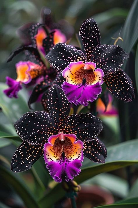 Plantas Exterior, Orchid Photography, Strange Flowers, Rare Orchids, Exotic Orchids, Unusual Plants, Unusual Flowers, Rare Flowers, Beautiful Orchids