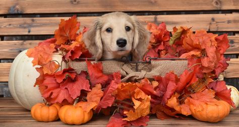 Dachshund puppy in a fall themed basket Puppy Fall Pictures, Fall Puppy Photoshoot, Dachshund Photography, Puppy Photo Ideas, Fall Puppy, Puppy Picture Ideas, Dog Breeding Business, Breeding Business, Dog Photo Shoot