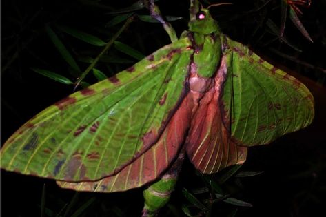 Puriri Moth - Great Barrier Island Invertebrates Puriri Moth, Large Moth, Cool Bugs, Ecology, Printmaking, Moth, Bugs, New Zealand, Tattoo Ideas