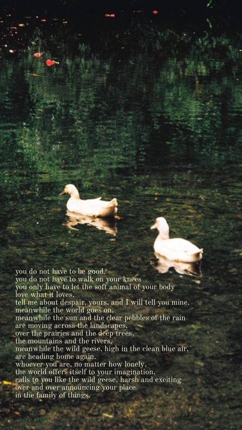 wild geese by mary oliver Wild Geese Mary Oliver, Mary Oliver Quotes, Mary Oliver Poems, 1 John 4 8, Potential Wallpaper, Prints For Room, Wild Geese, Apartment Wall Decor, Funny Snaps