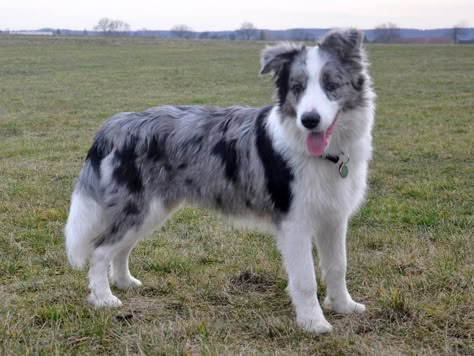 The Blue Merle Border Collies provided by Rising Sunfarm is an intelligent dog breed with ancient roots. Additionally it has the precise same incredible work ethic, cleverness, as well as energy as any other coloured Border collie. Rising Sun Farm raises and delivers outstanding Border Collies that are bred selectively for temperament, structure and ability. Border Collie Merle, Border Collie Tattoo, Blue Merle Collie, Border Collie Aussie, Blue Merle Border Collie, Merle Border Collie, Border Collie Puppies, Collie Puppies, Australian Shepherd Dogs