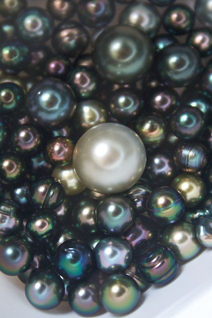 Tahitian Pearl Harvest - Kamoka Pearls love it! #ecrafty find glass pearls at http://www.ecrafty.com/c-595-glass-pearls.aspx Pearl Jewelry Ring, Black Pearl Jewelry, Loose Pearls, Pearl And Lace, Tahitian Pearls, Irises, Naturally Beautiful, Gems And Minerals, Crystal Gems