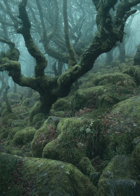 Is That Dagobah? No, Just a Real-Life Magical Forest | WIRED Misty Woods, Dark Naturalism, John Bauer, Twisted Tree, Moss Covered, Colossal Art, Mystical Forest, Magic Forest, Magical Forest